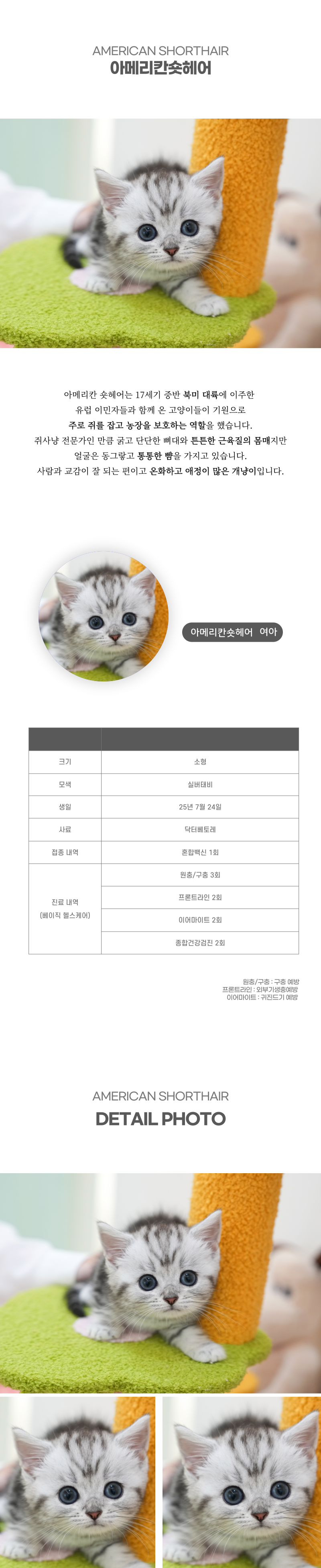 아메리칸숏헤어_상세이미지_2